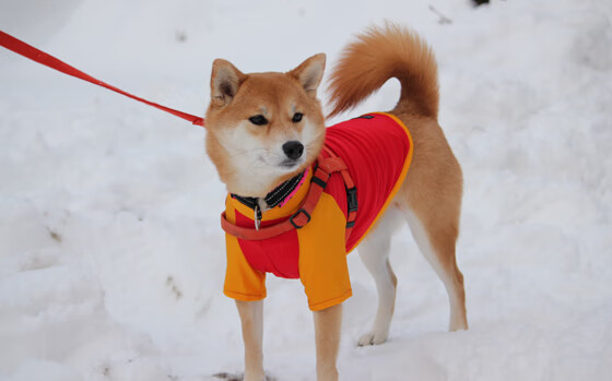 开云体育中国-当德国引擎驱动蓝鹰，拉齐奥2-1毕巴之战，托马斯·穆勒如何定义攻防两端