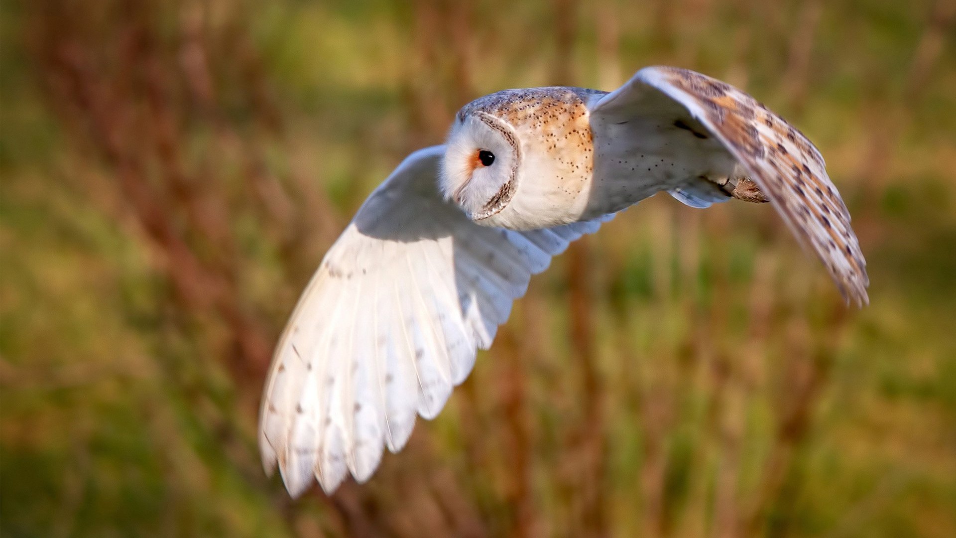 塞维利亚的希腊智慧，萨卡如何用错误答案解锁胜利