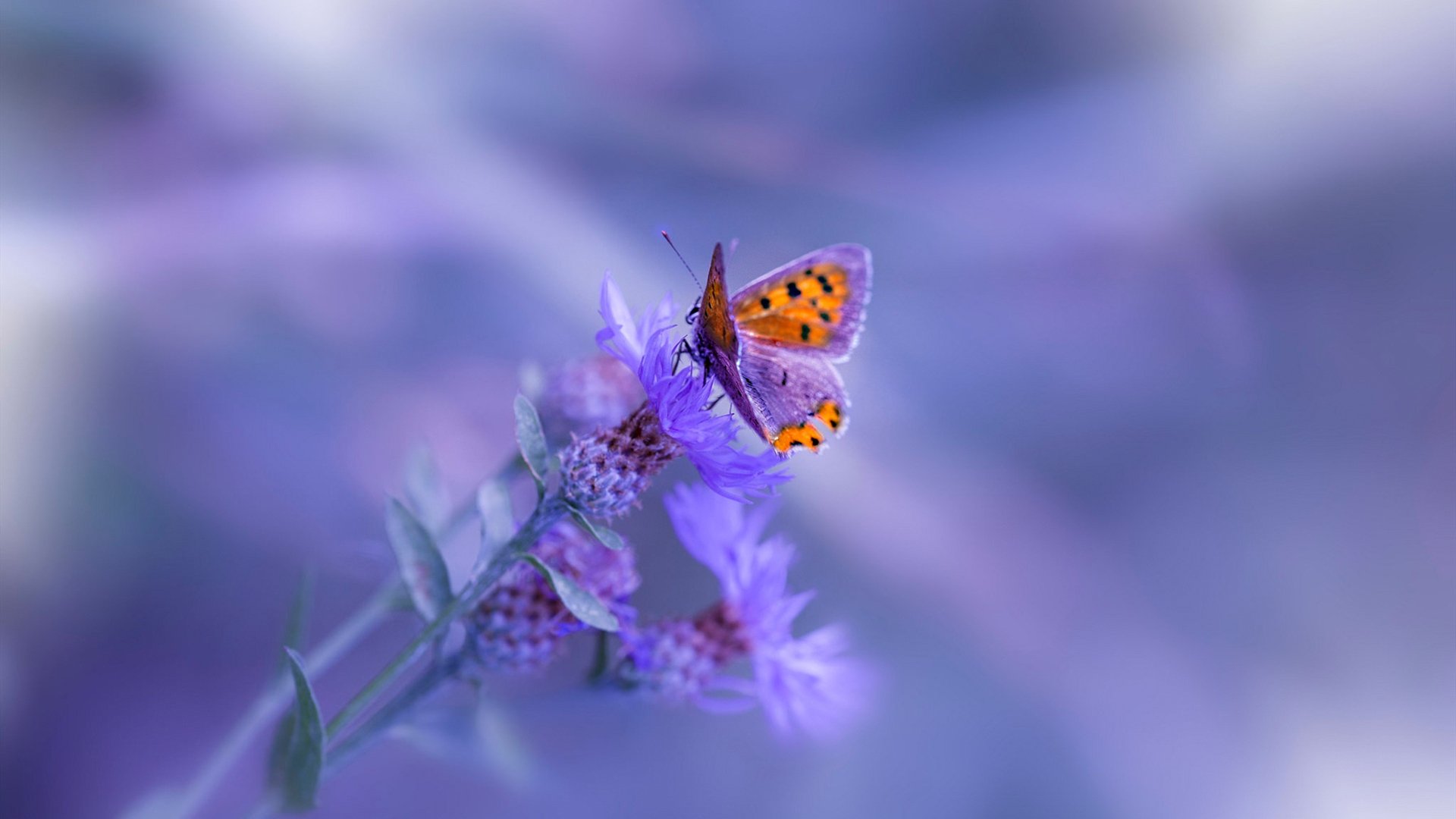 开云APP-横扫奥兰多，字母哥化身跨界天神助新疆掀翻魔术