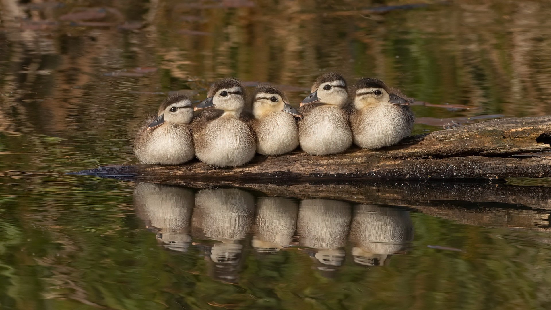 开云APP-当上海队跨过的不只是凯尔特人，还有篮球的历史经纬