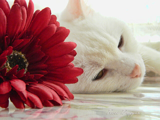 开云体育在线-圣骑士的加冕礼,狂胜公牛之夜,一场跨越奥运周期的命运交响曲