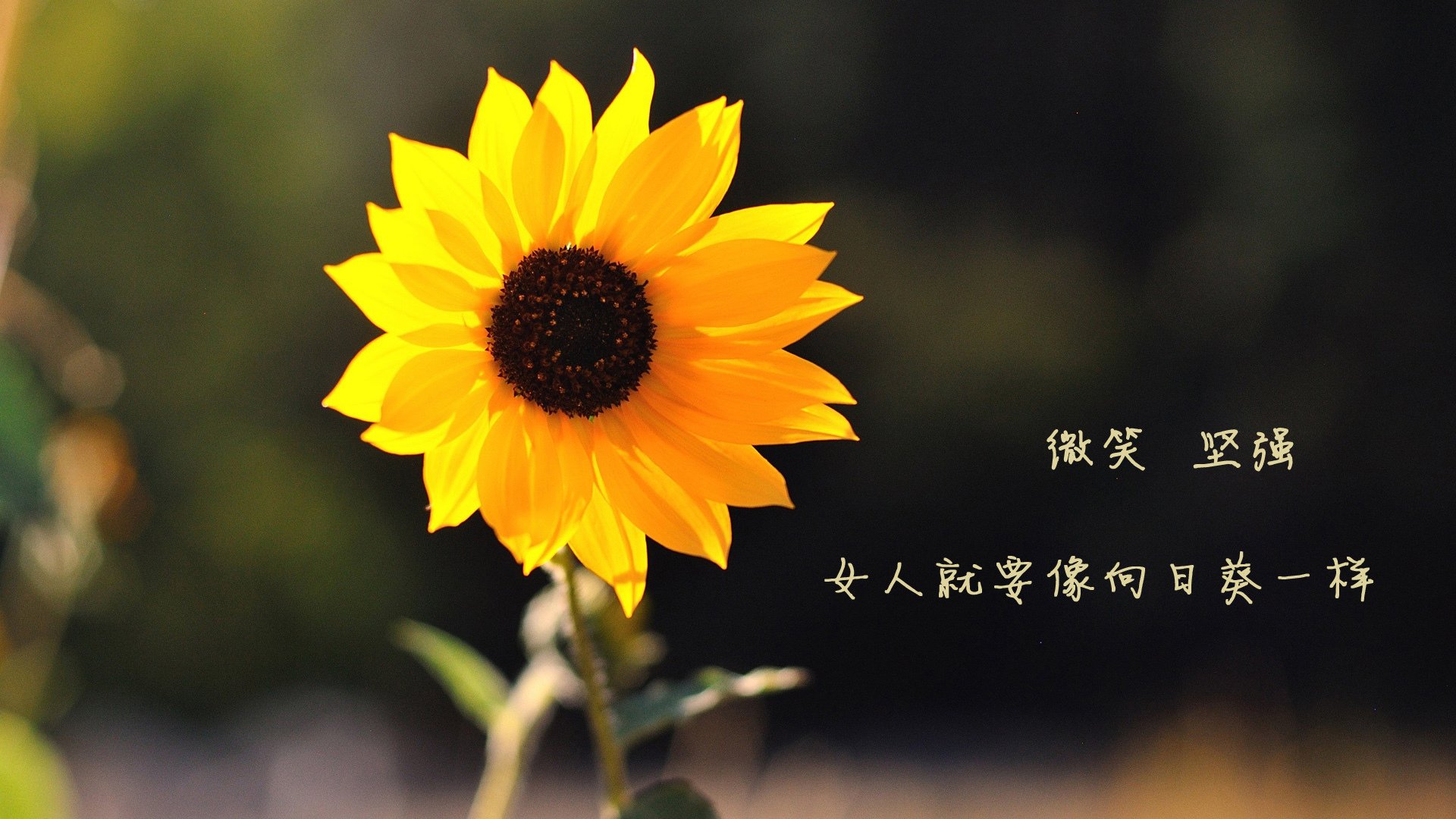 开云-精密机器与跨界接管,当德国战车碾过墨西哥城,弗拉霍维奇在NBA季后赛写下超现实篇章