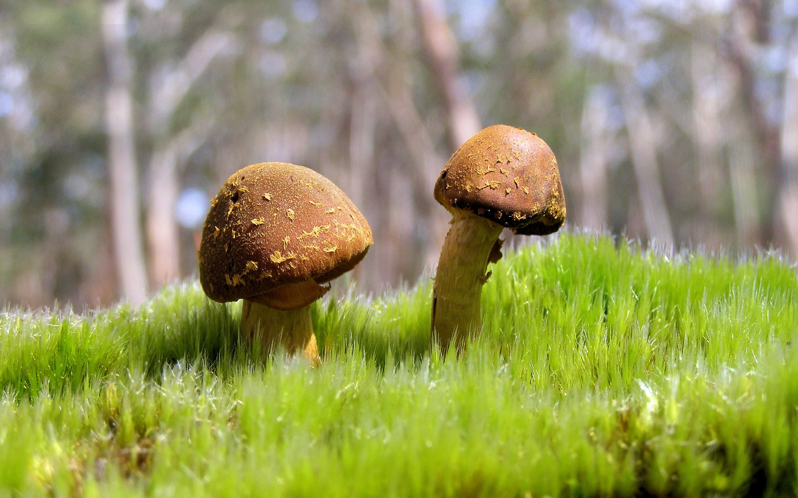 开云sport-巴林引擎轰鸣处,大场面只认一个米切尔