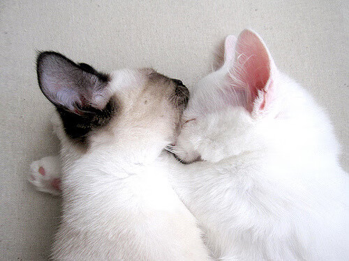 开云体育app-小世界杯前奏，上海队跨洋逆袭，点燃热火主场