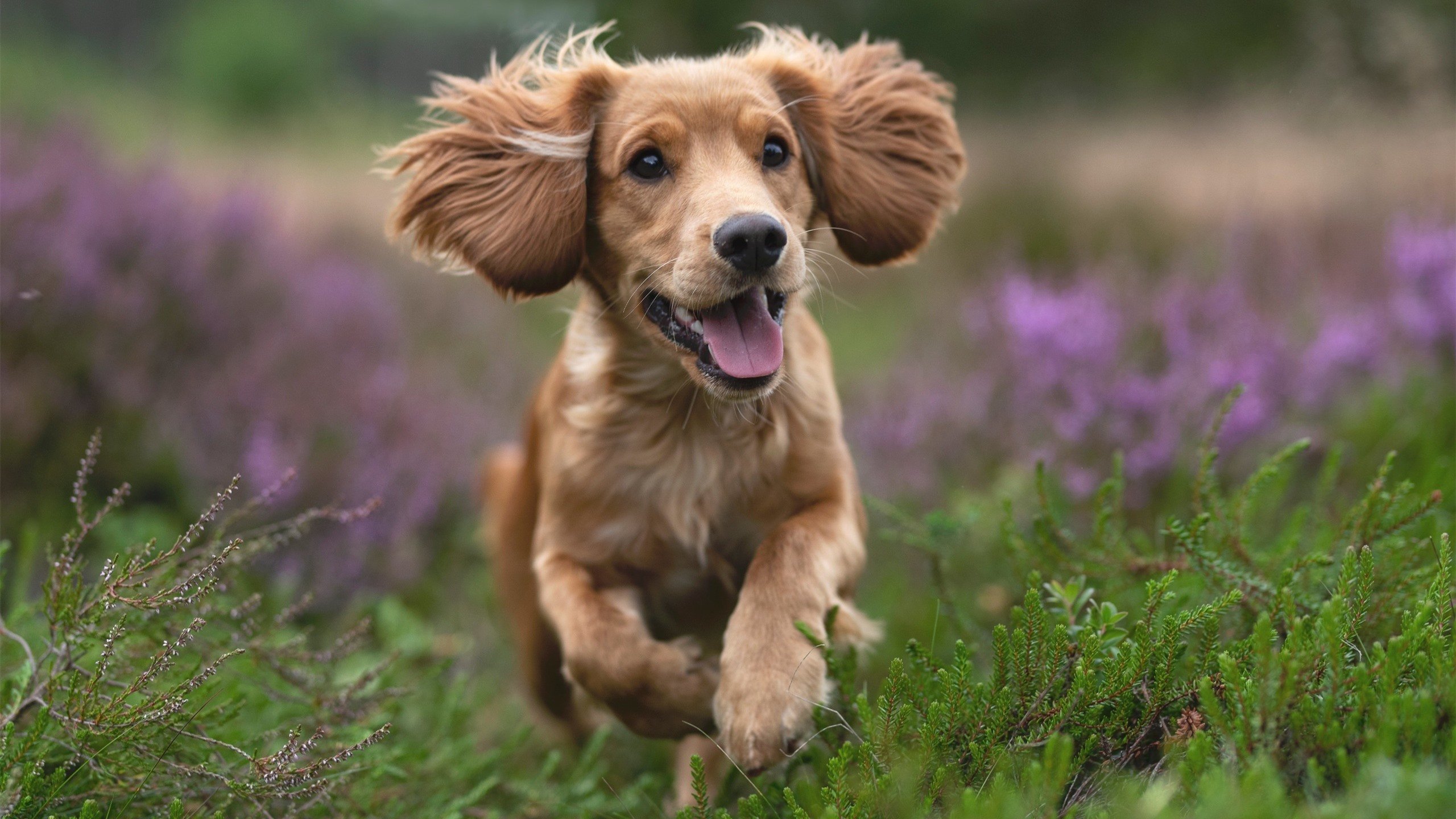 玻利维亚巨人杀手与日本的NBA救世主，跨越大陆的逆转叙事