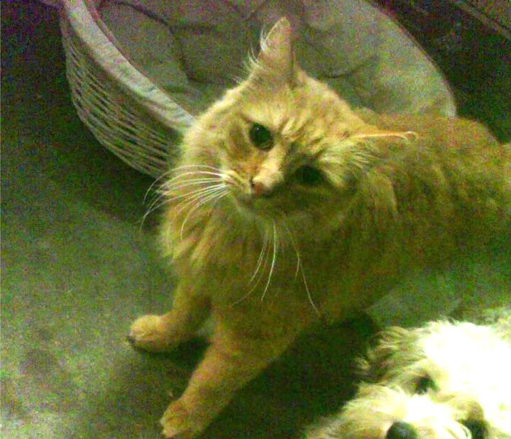 开云体育APP下载-伊斯坦布尔之夜,德布劳内光芒下的切尔西王冠