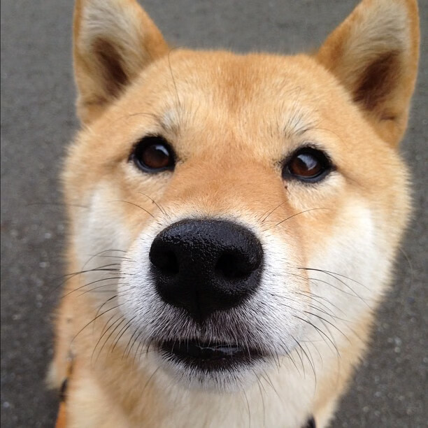 速度的悖论，墨西哥黑马如何用最慢的策略，跑赢了牙买加最快的赛车？