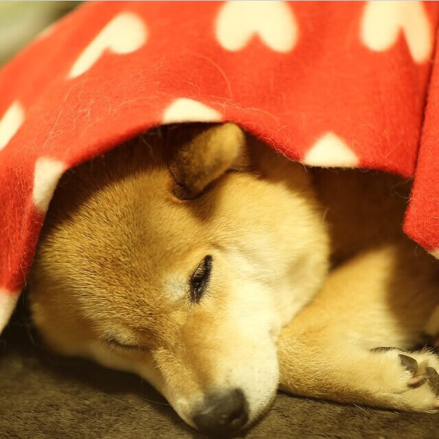 武切维奇慢乐章主宰速贷中心，以中锋交响诗，瓦解骑士的奔袭狂想曲