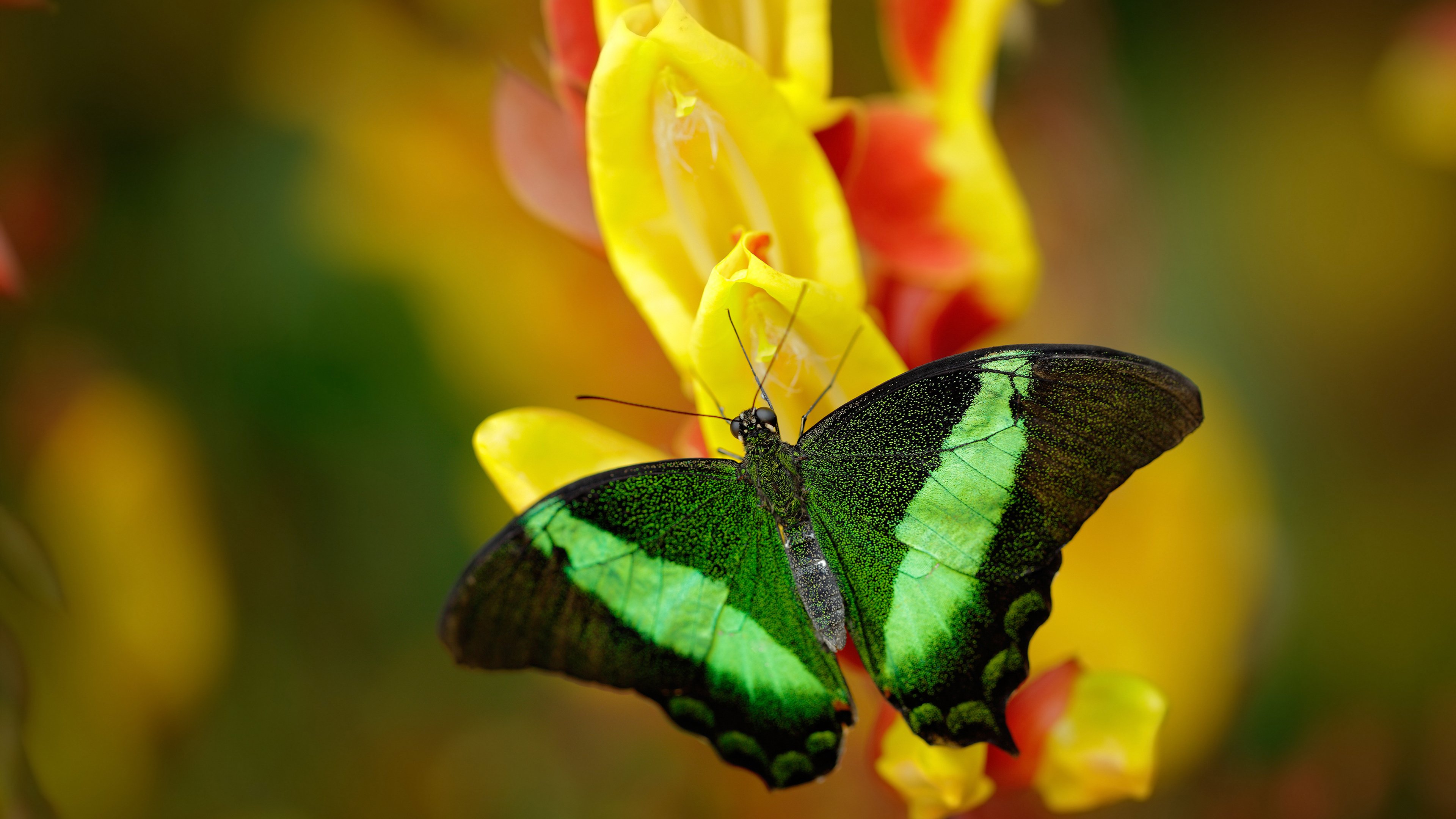 当曼城体系降维打击袋鼠军团，恩佐如何用一脚手术刀，解剖了整场比赛
