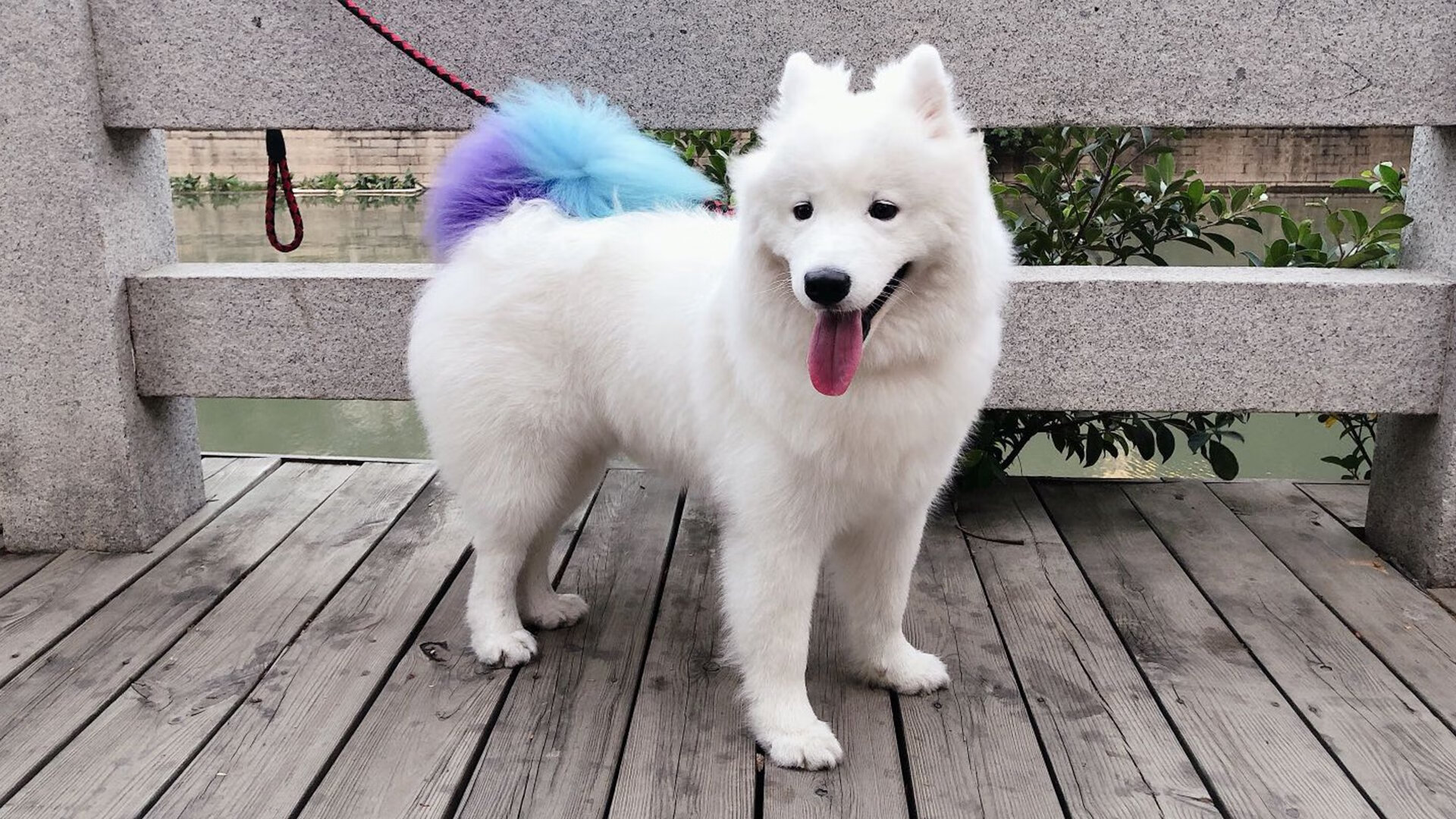 篮球闪电战启示录，当保罗在2026世界杯按下国王速胜键