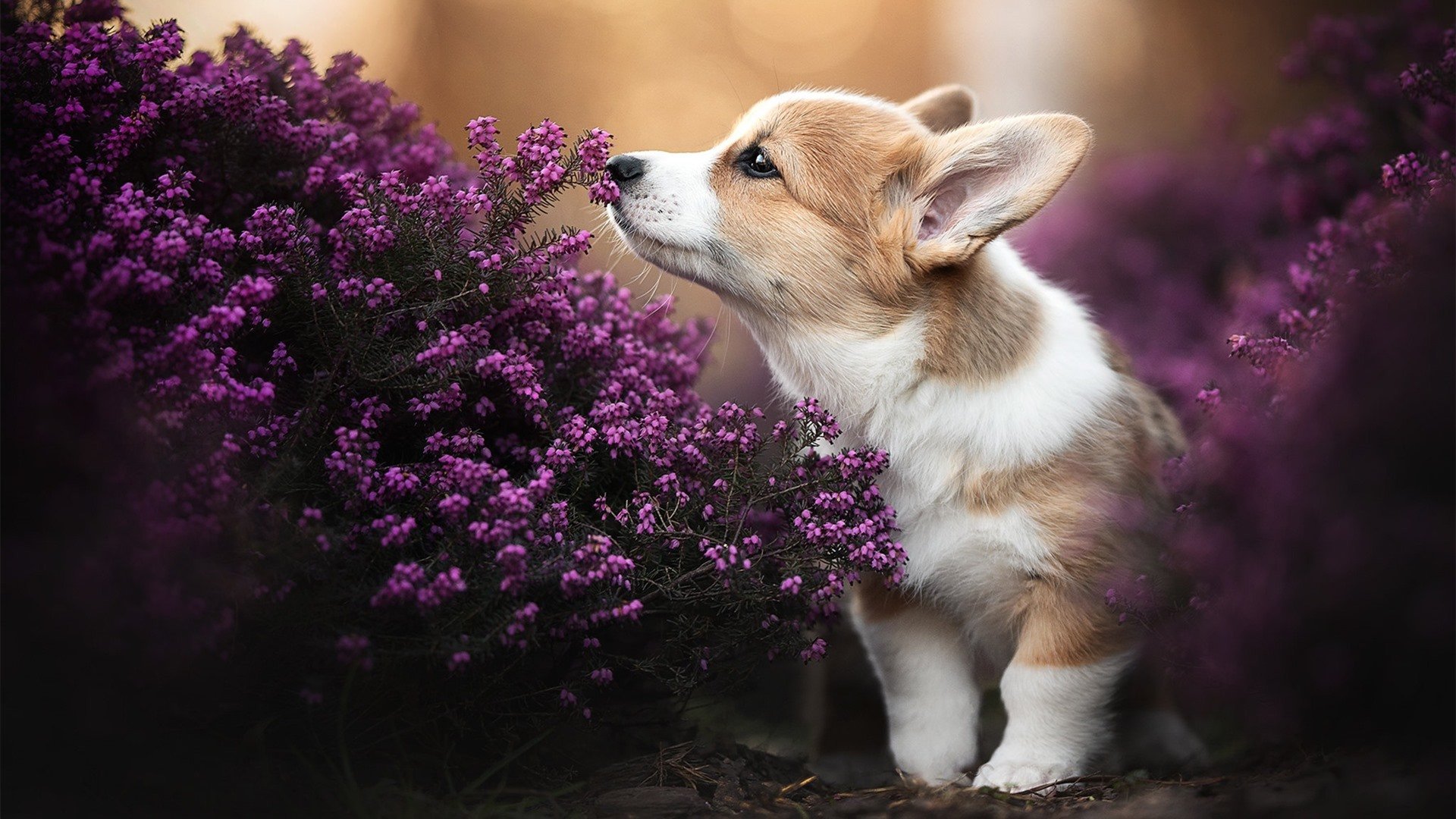 开云下载-霹雳惊雷与顽铁之魂，德罗赞在焦点战中证明自我