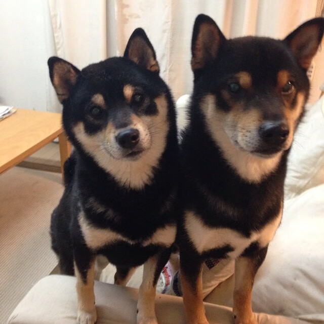 当公牛遇见爵士，塔图姆的跨界关键战启示录