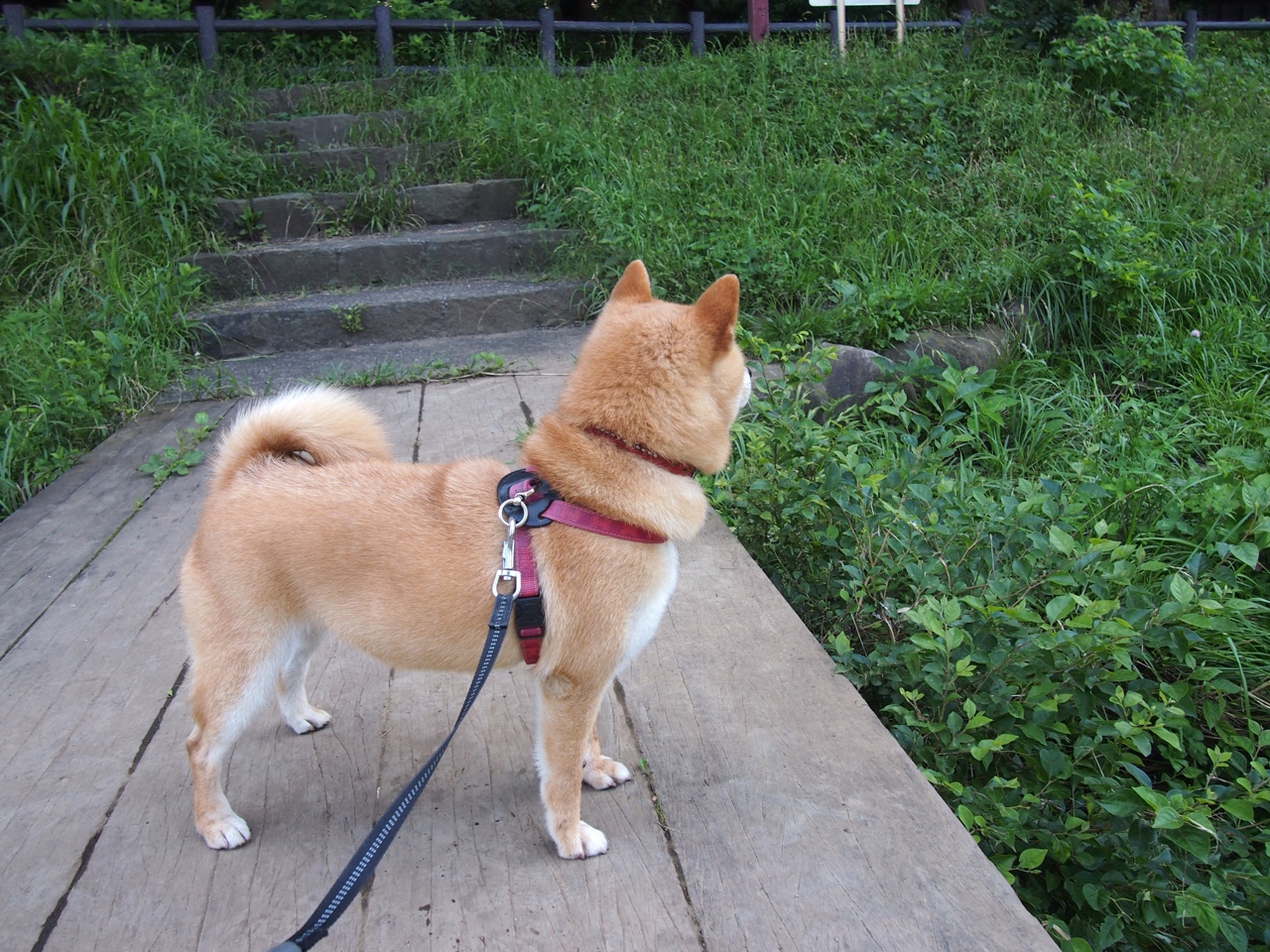 终极闪耀，穆勒解锁英格兰一波带走加纳的胜利代码