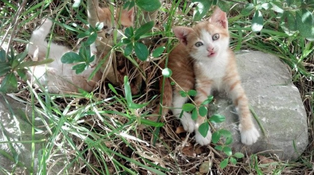 铁血蓝黑突围圣西罗，托马斯·穆勒定义关键战